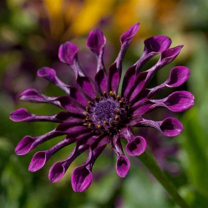 Spider Chrysanthemum flower seeds