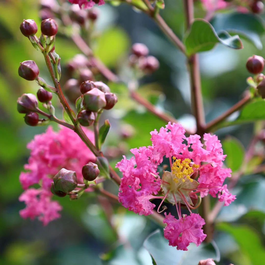 Crape Myrtle flower seeds