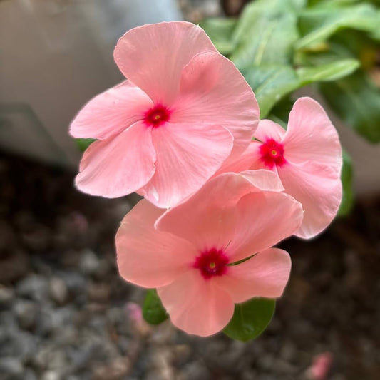 Light Pink flower seeds