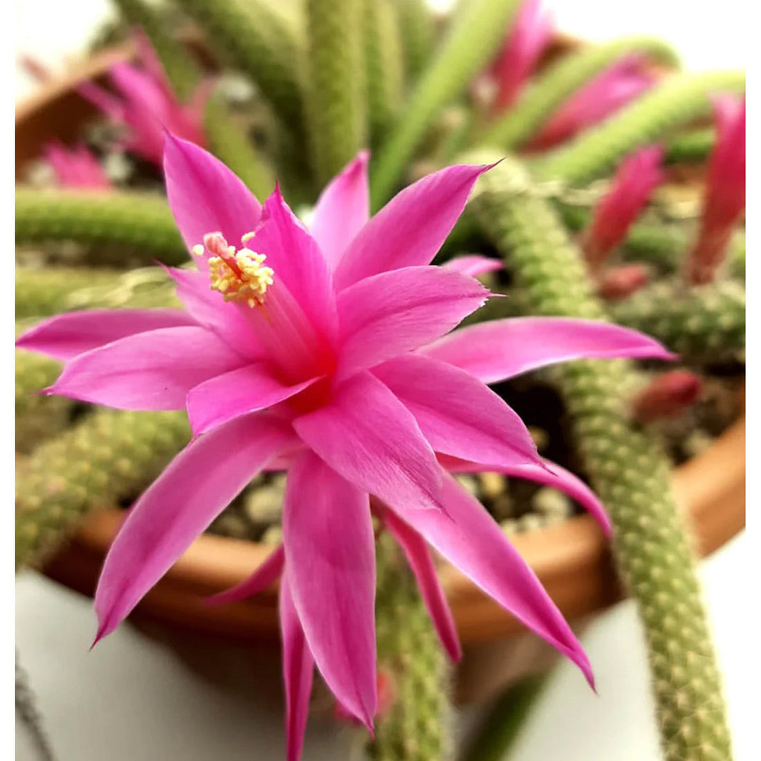 Aporocactus flower seeds