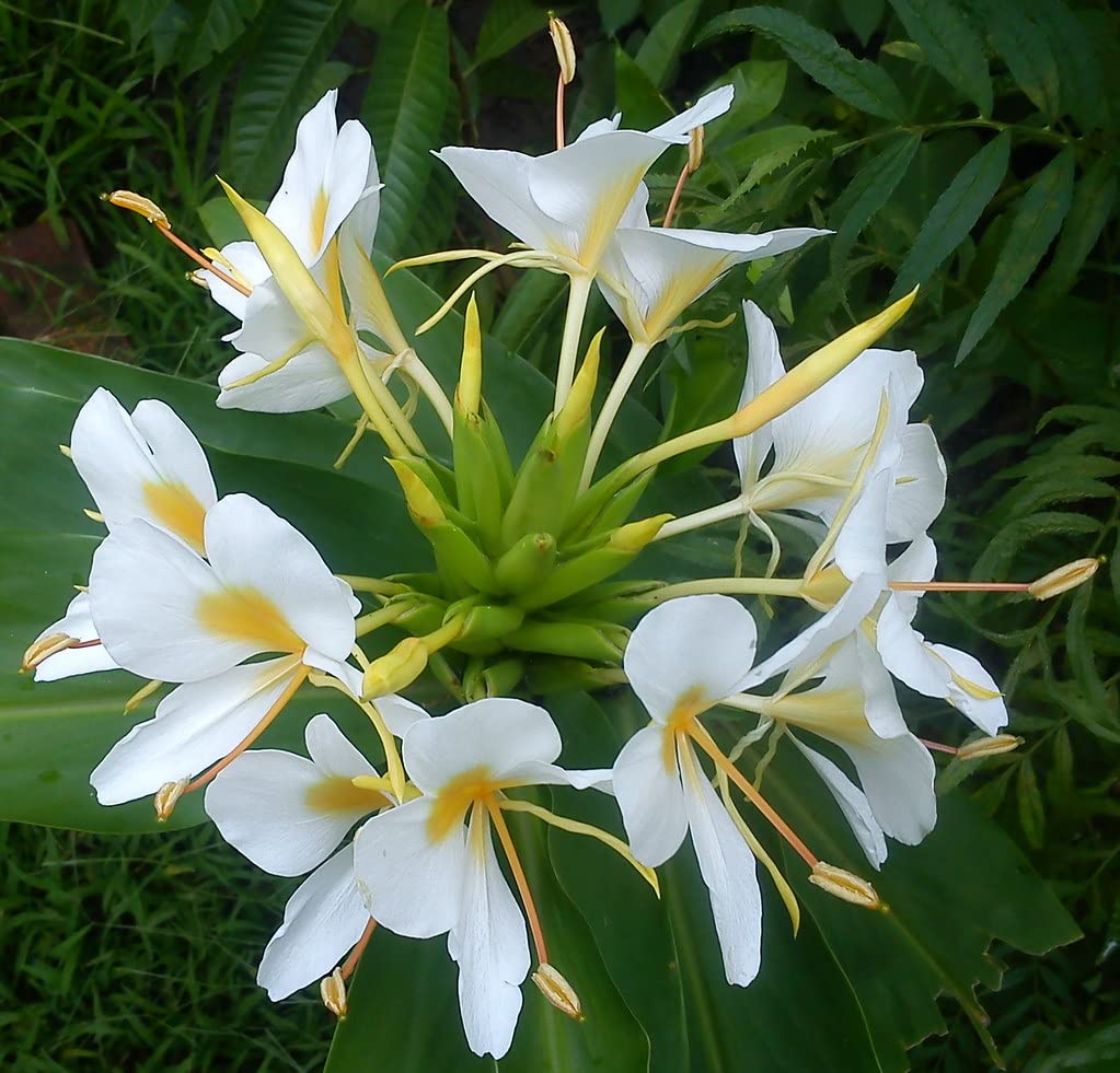 Coronarium flower seeds