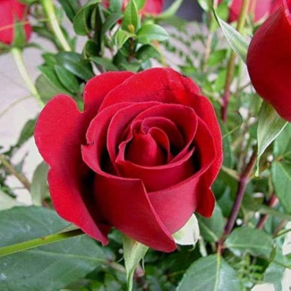 Full Red flower seeds