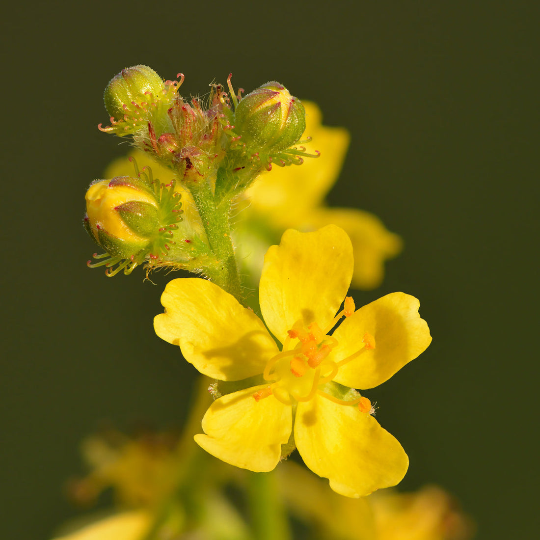 Agrimony flower seeds
