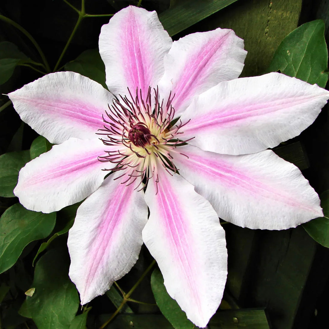 Pink And flower seeds