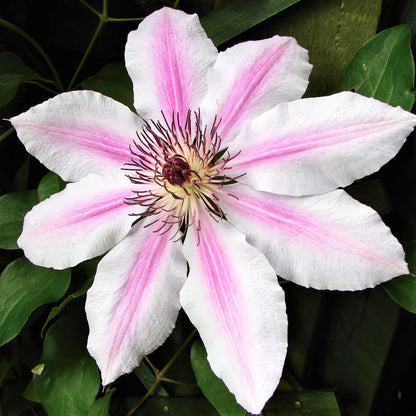 Pink And flower seeds