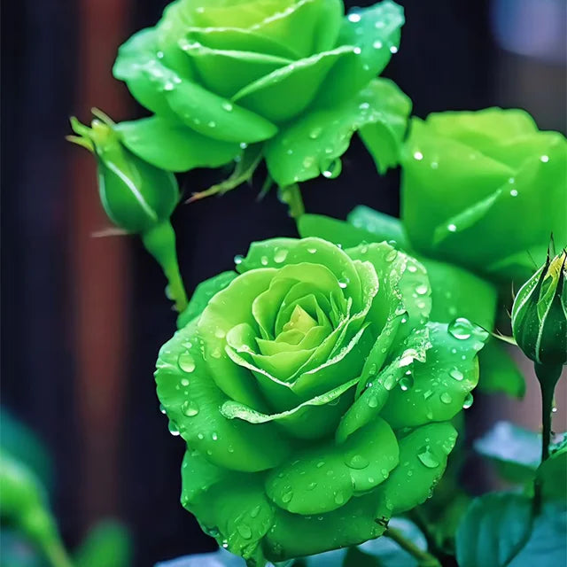 Green Rose flower seeds