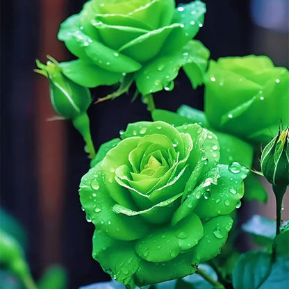 Green Rose flower seeds