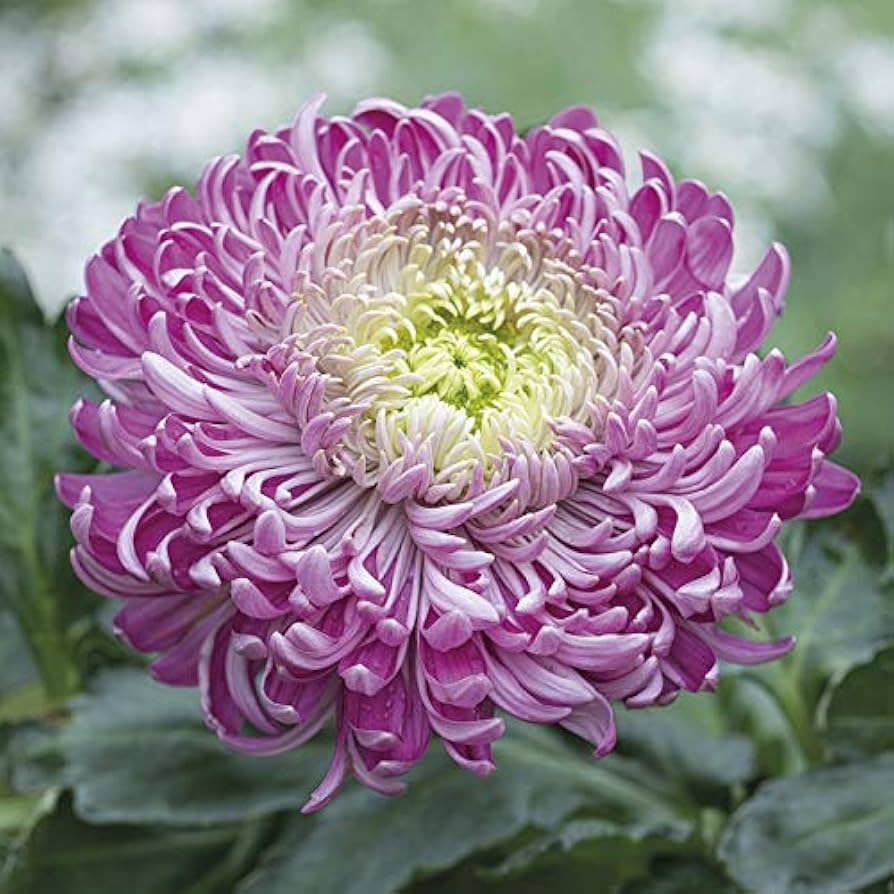Purple White flower seeds