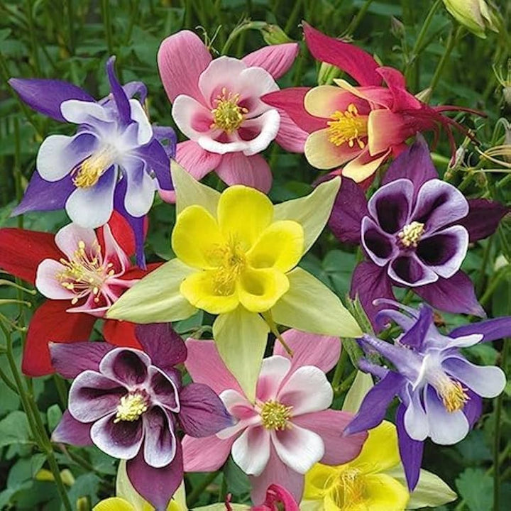 Columbine flower seeds