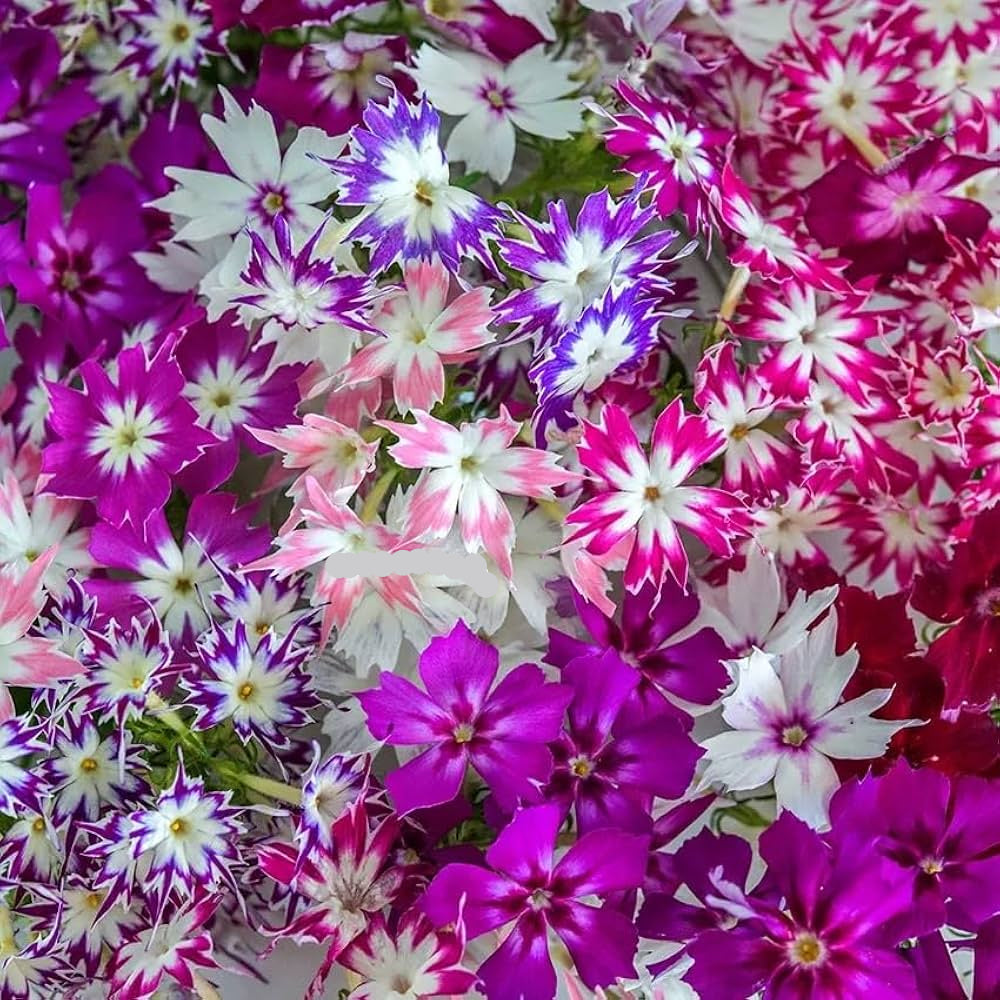 Twinkle Star flower seeds