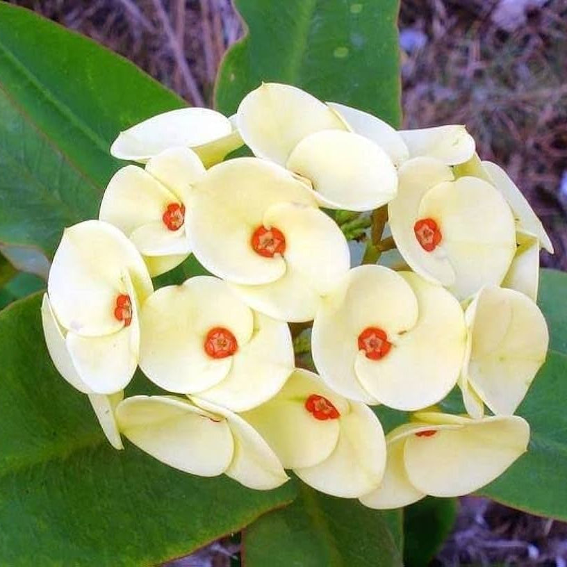 Thorn flower seeds