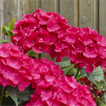 Pink Hydrangea flower seeds