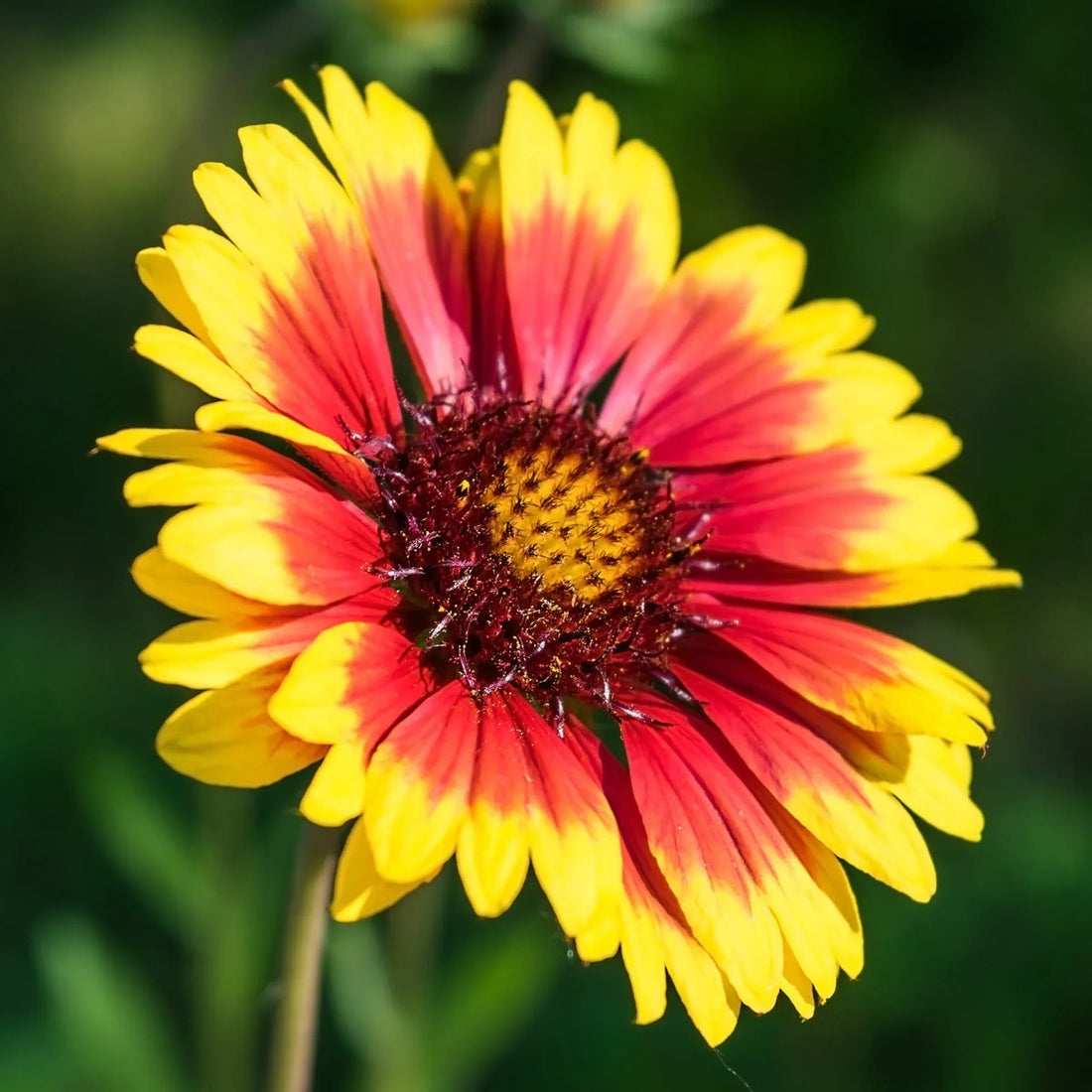 Yellow And flower seeds