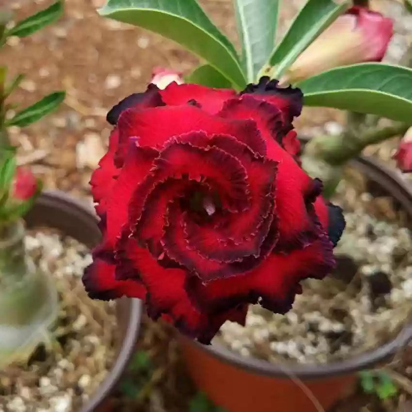 Burgundy Adenium flower seeds