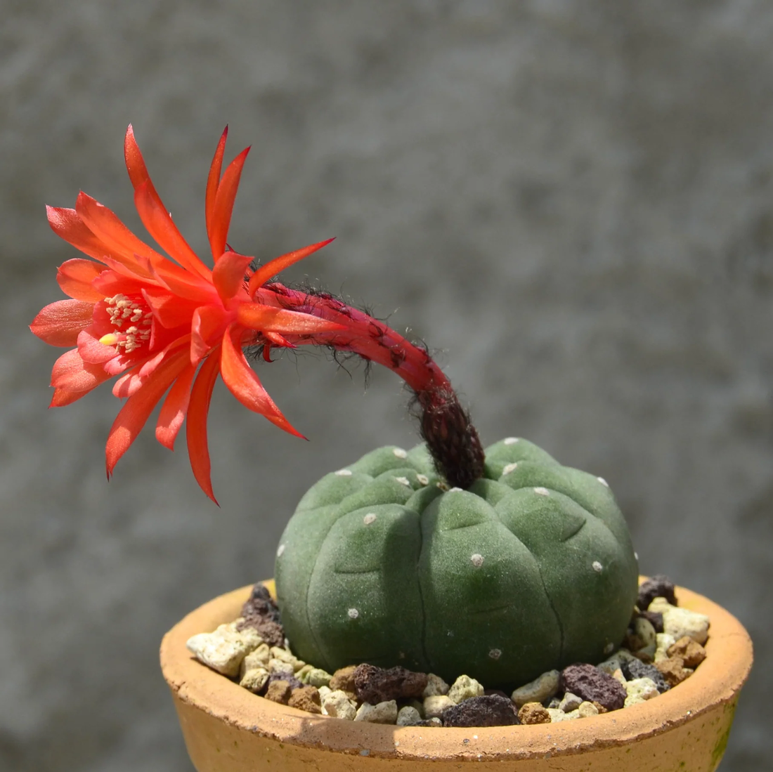 Red Matucana flower seeds