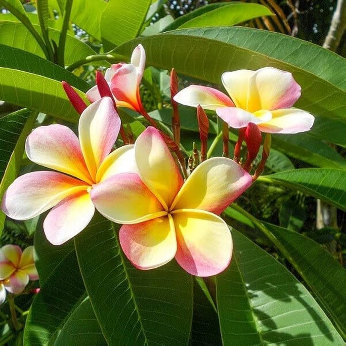 Frangipani flower seeds