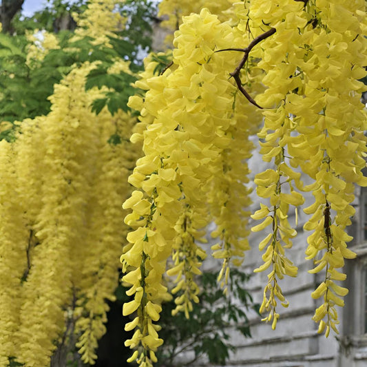 Yellow Wisteria flower seeds