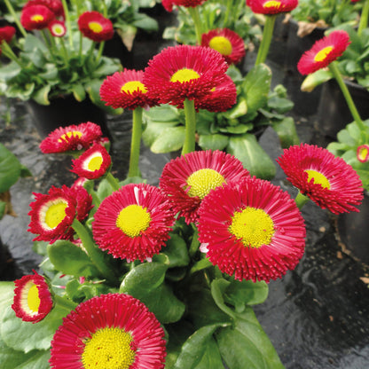 Red And flower seeds