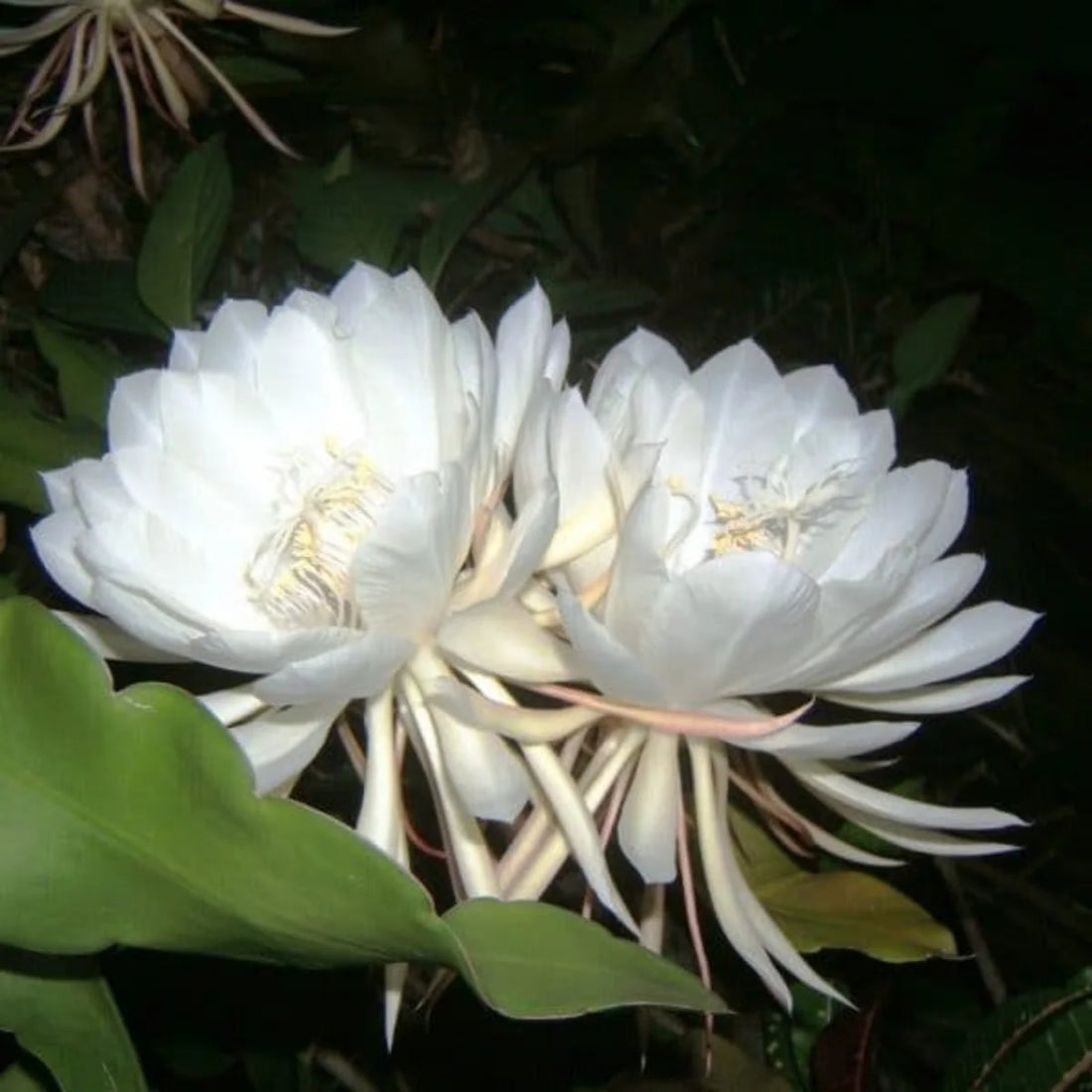 Epiphyllum Oxypetalum flower seeds