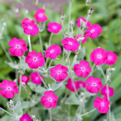 Pink Campion flower seeds