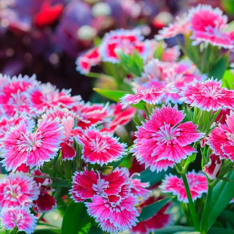 Dianthus flower seeds