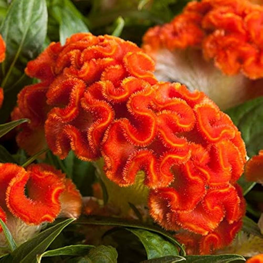 Orange Celosia flower seeds