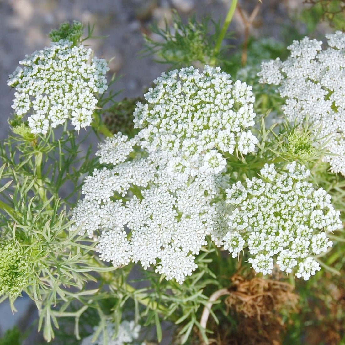 Ammi flower seeds