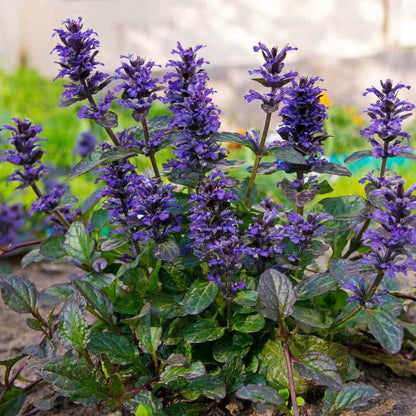 Ajuga flower seeds