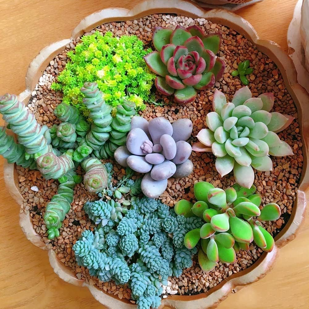 Echeveria Succulent flower seeds