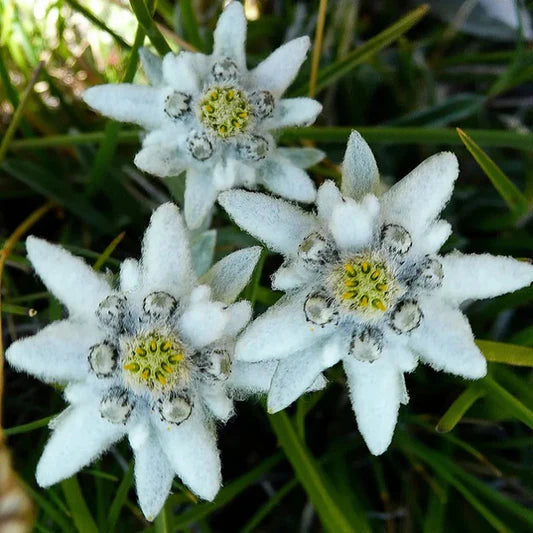 Leontopodium Alpinum flower seeds