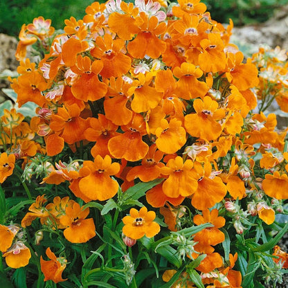 Nemesia flower seeds