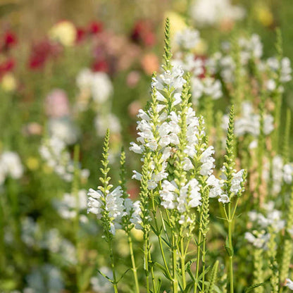 White Physostegia flower seeds