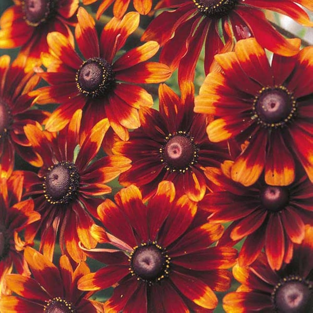 Chocolate Orange flower seeds