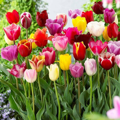 Tulip flower seeds