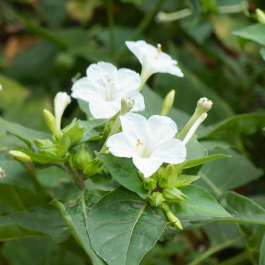White Four flower seeds