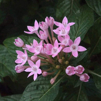 Pink Serpentina flower seeds