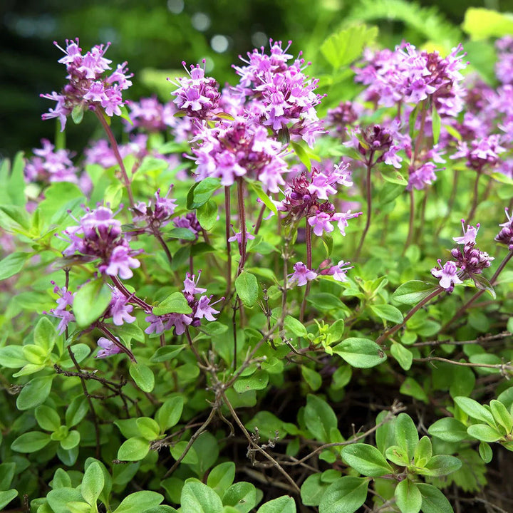 Pink Creeping flower seeds