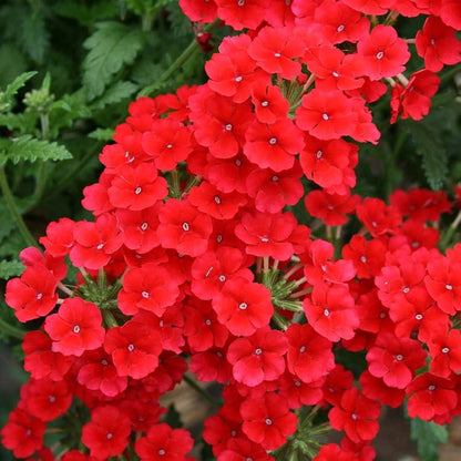 Verbena flower seeds