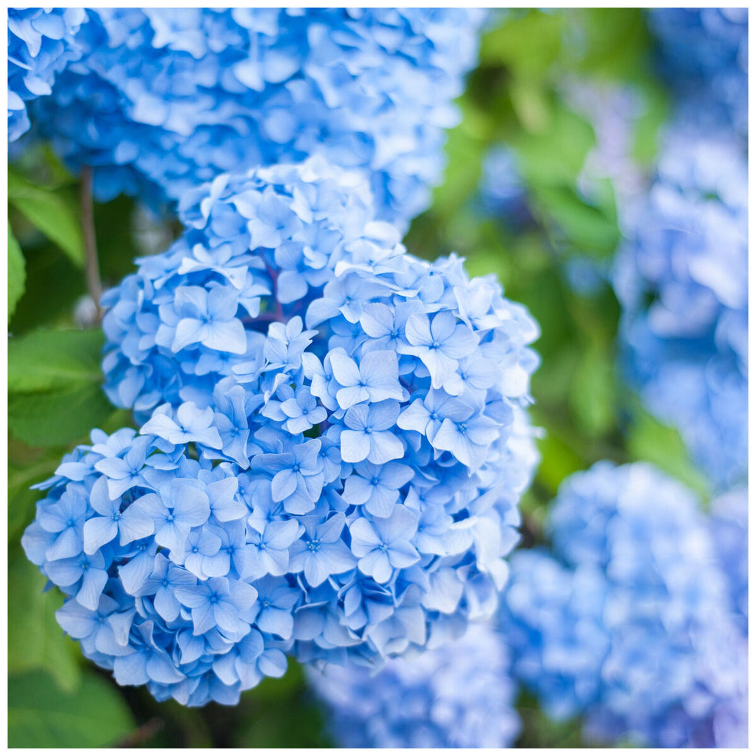 Light Blue flower seeds