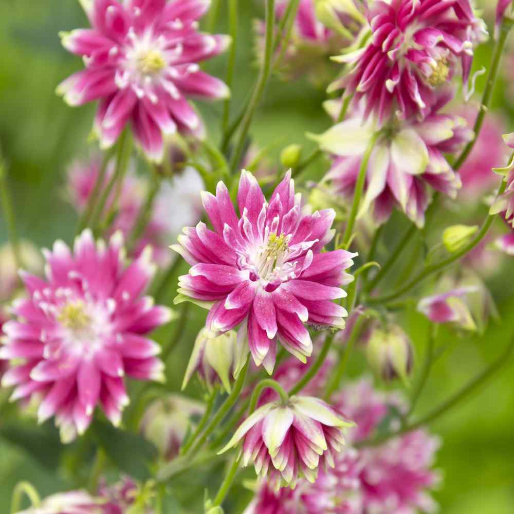 Pink Nora flower seeds
