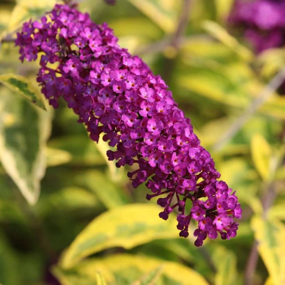 Violet Buddleia flower seeds