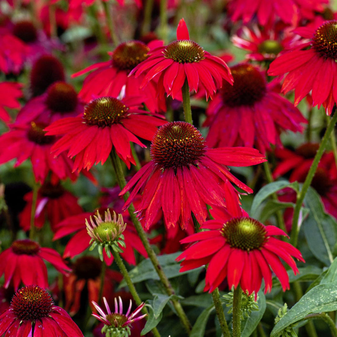 Red Perennial flower seeds