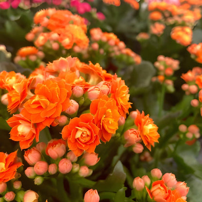 Orange Kalanchoe flower seeds