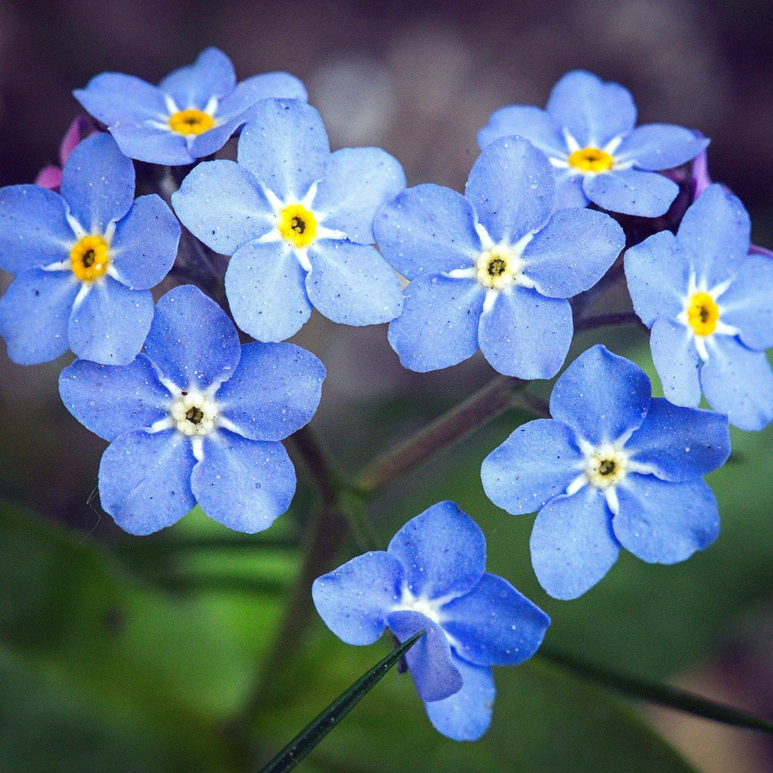 Blue Myosotis flower seeds