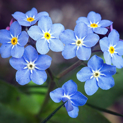 Blue Myosotis flower seeds