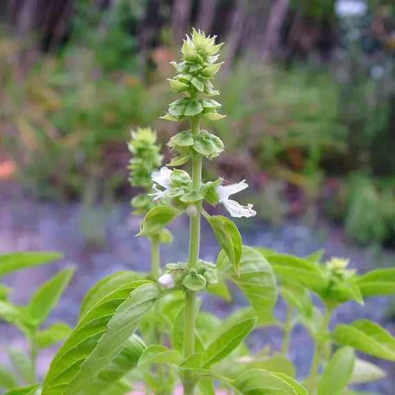 Lamiaceae flower seeds