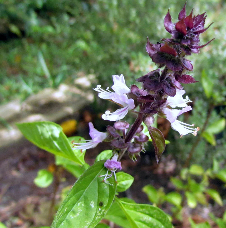 Basil flower seeds