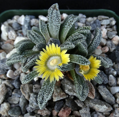 Yellow Nananthus flower seeds