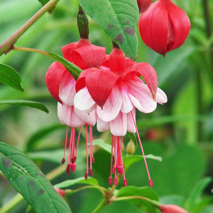 Fuchsia flower seeds