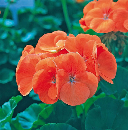 Orange Geranium flower seeds
